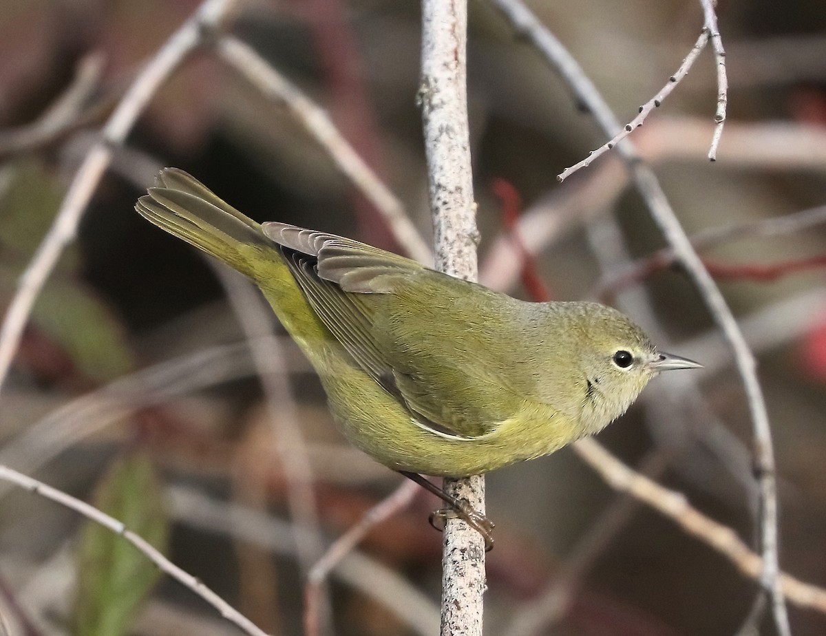 Orange-crowned Warbler - ML646799944