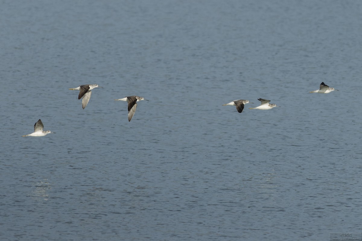 Yeşilbacak - ML646799947