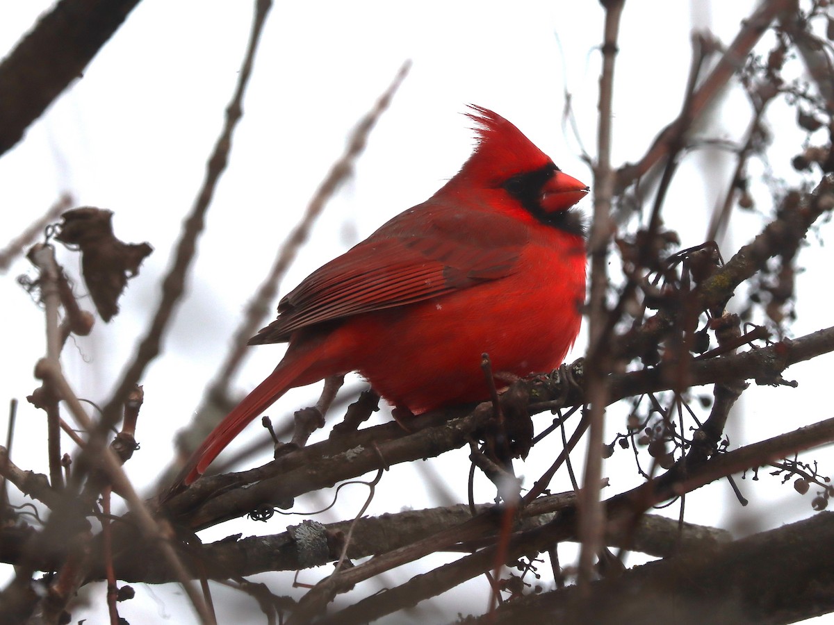 Rotkardinal - ML646799948