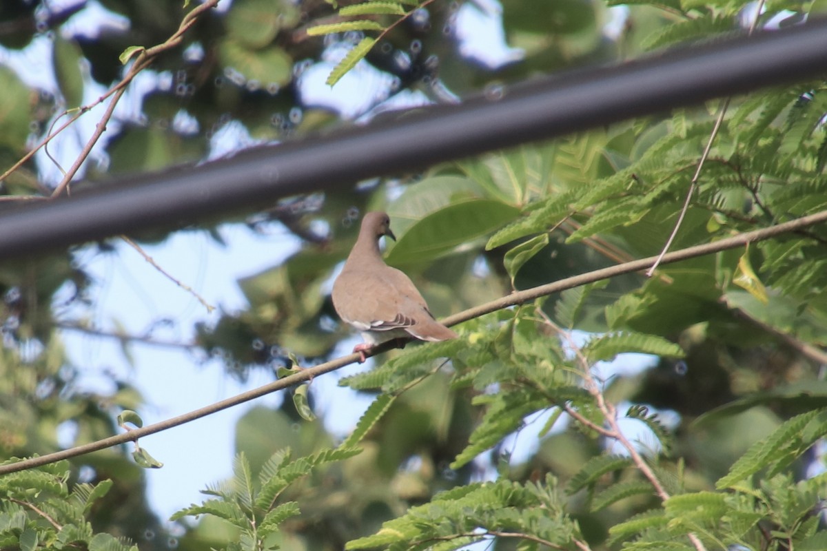 White-winged Dove - ML646799951