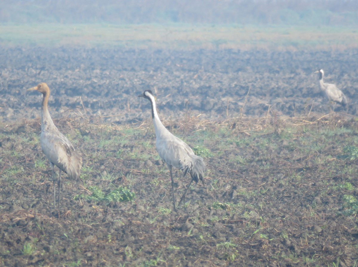 灰鶴 - ML646799959