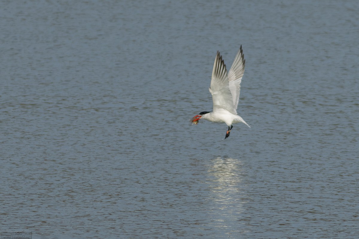 Hazar Sumrusu - ML646799960