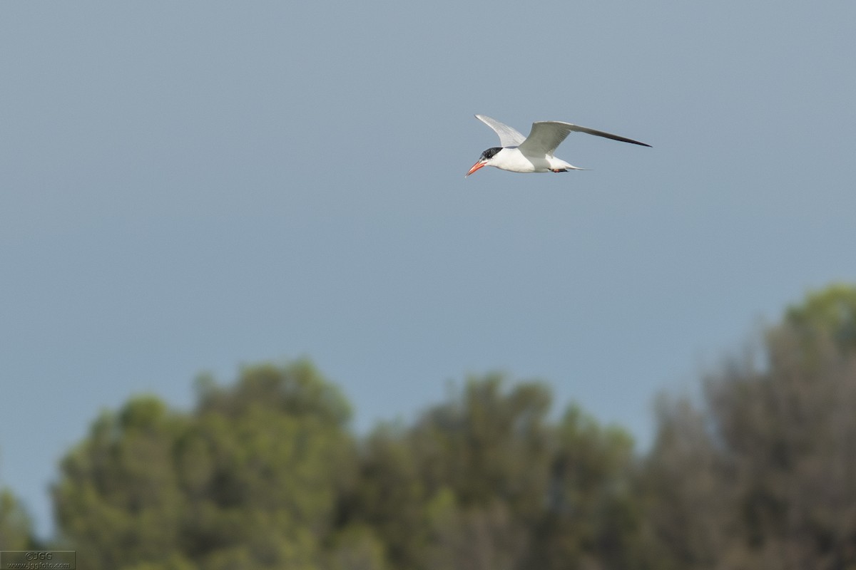 Hazar Sumrusu - ML646799961