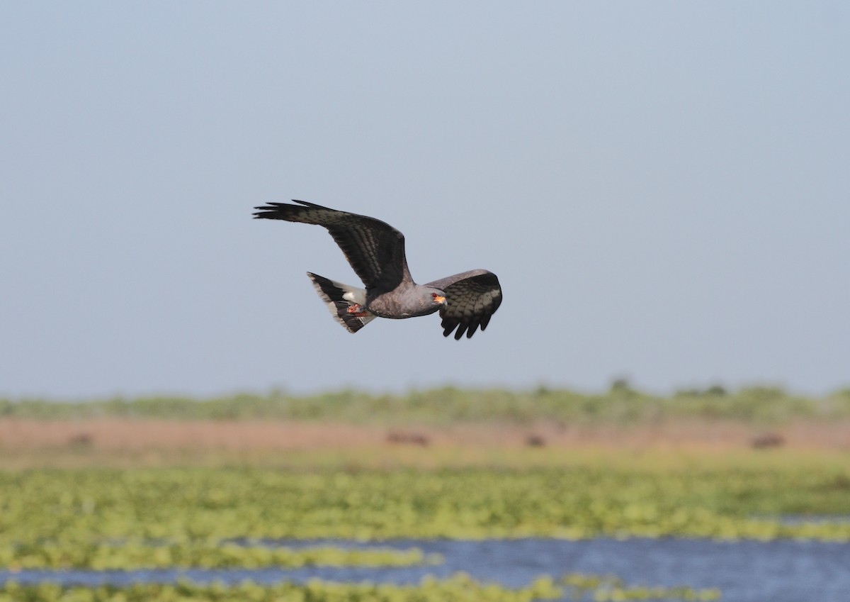 Snail Kite - ML646799962