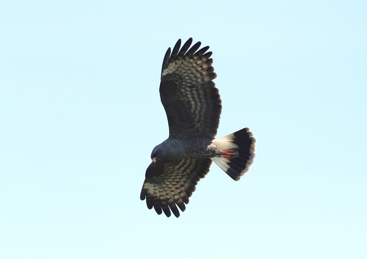 Snail Kite - ML646799963