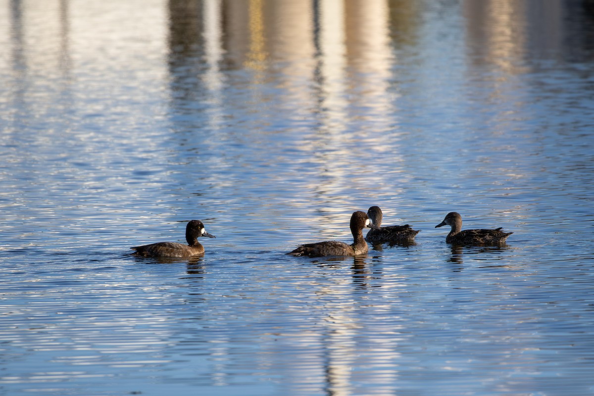 コスズガモ - ML646799965