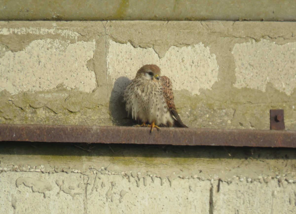 紅隼 - ML646799966