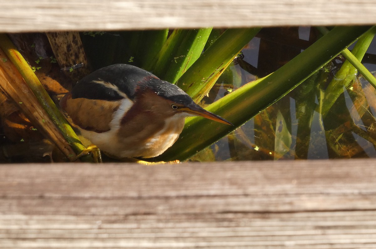 Least Bittern - ML646799967