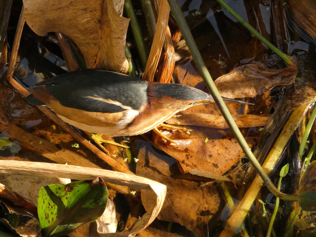 Least Bittern - ML646799969