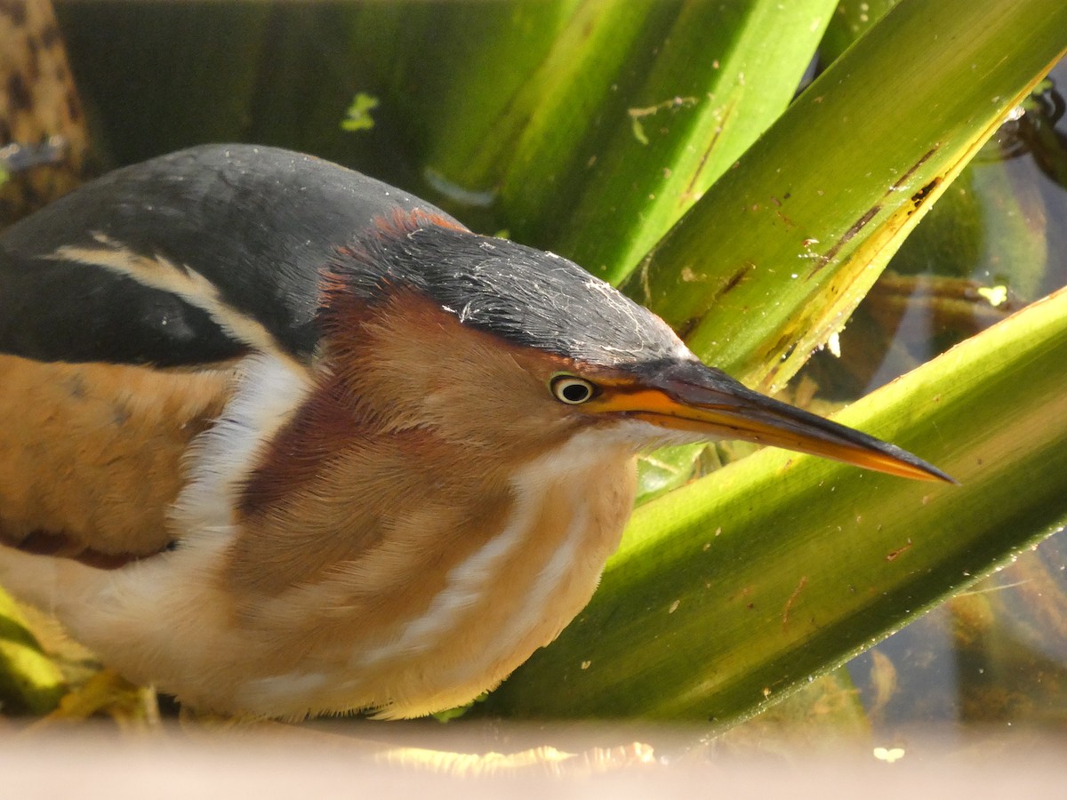 Least Bittern - ML646799971