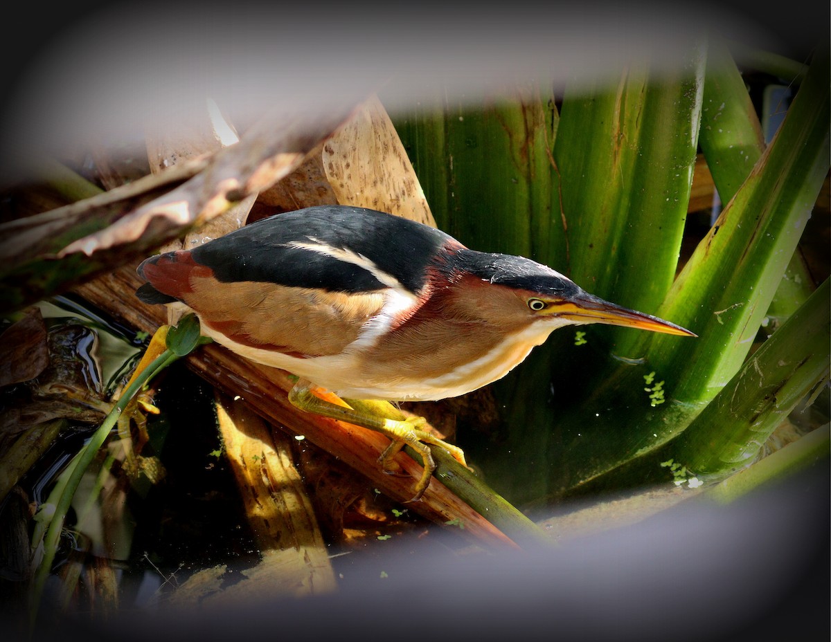 Least Bittern - ML646799978