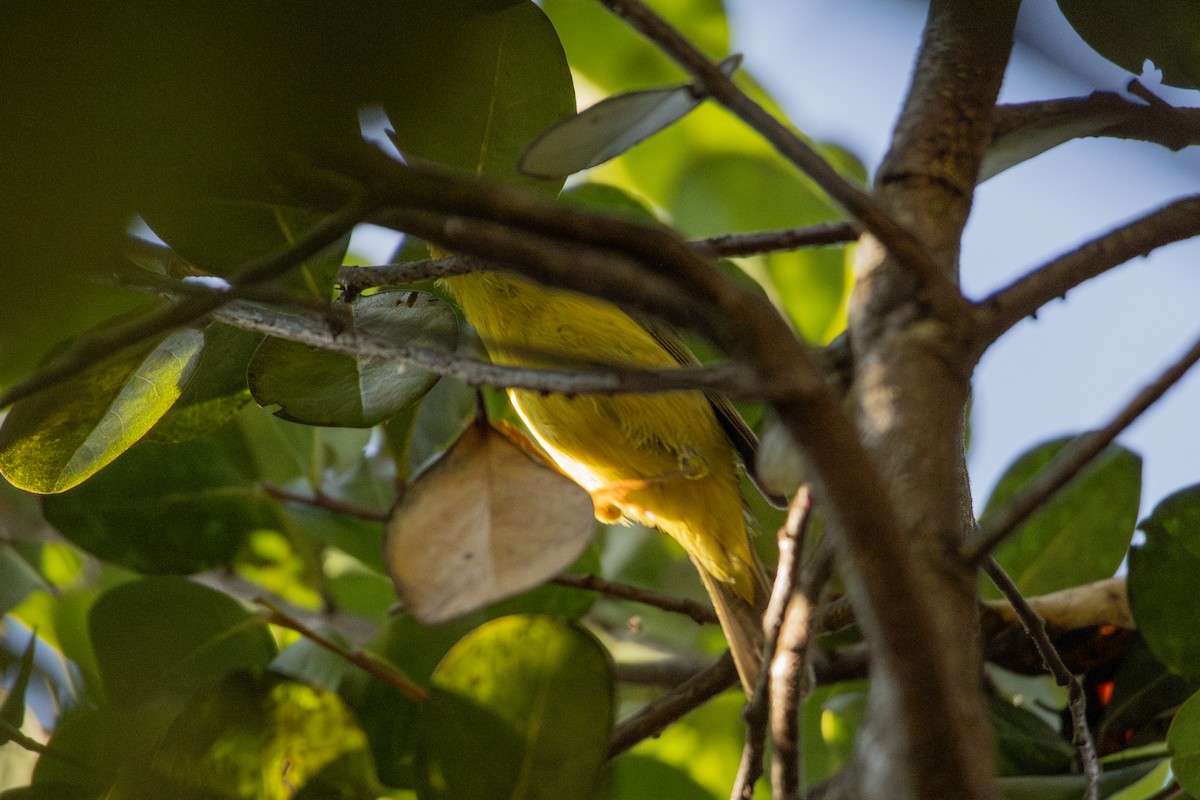 ウィルソンアメリカムシクイ - ML646799979