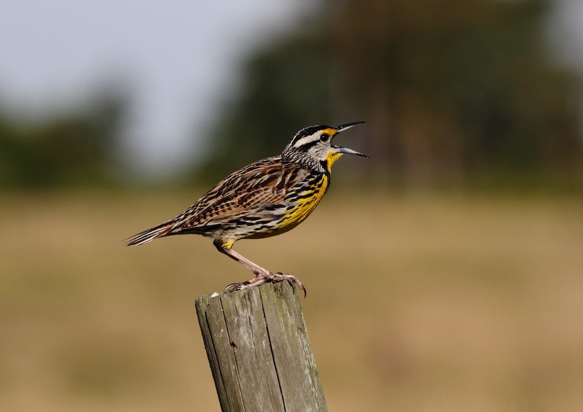 Eastern Meadowlark - ML646799987
