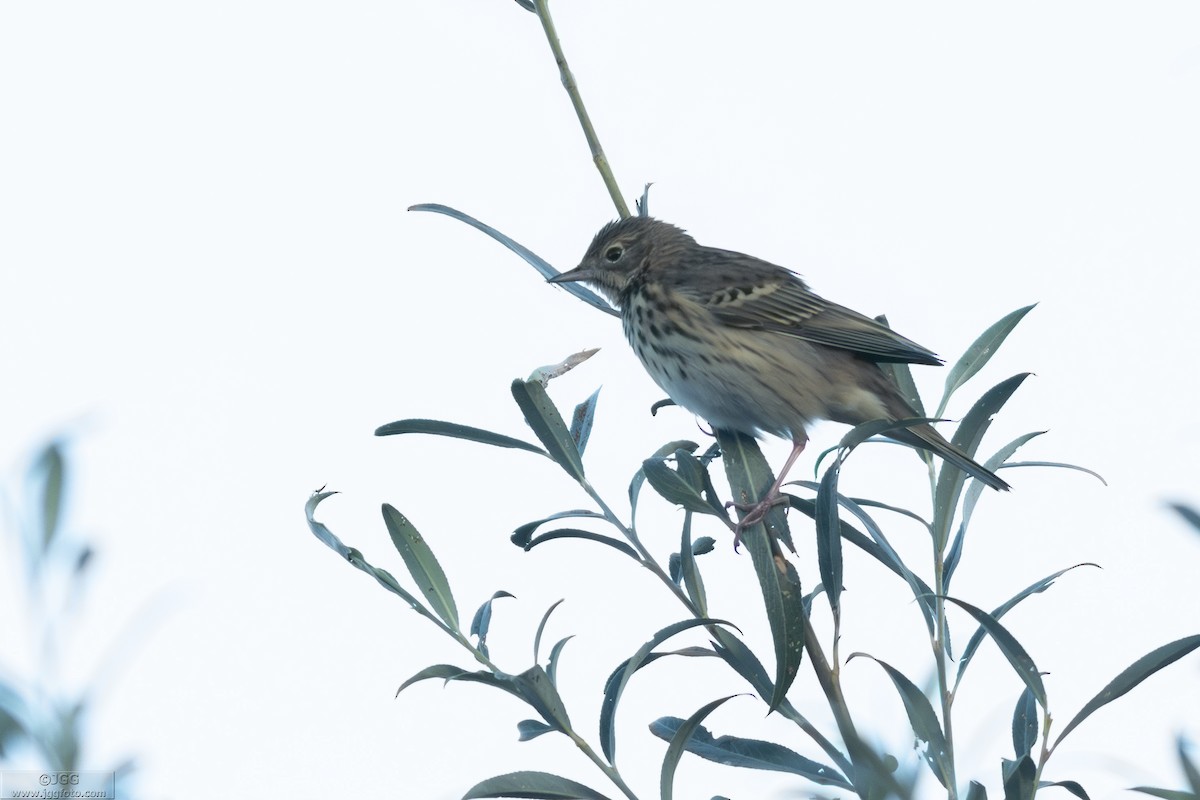 Ağaç İncirkuşu - ML646799988