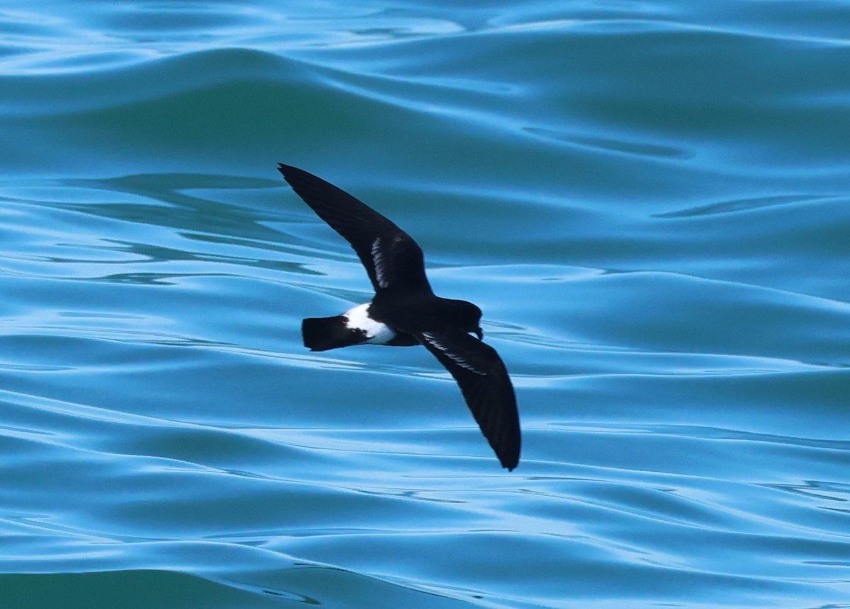 European Storm-Petrel - ML646799991