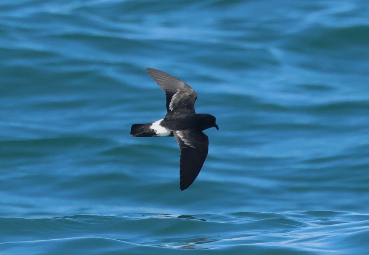European Storm-Petrel - ML646799992