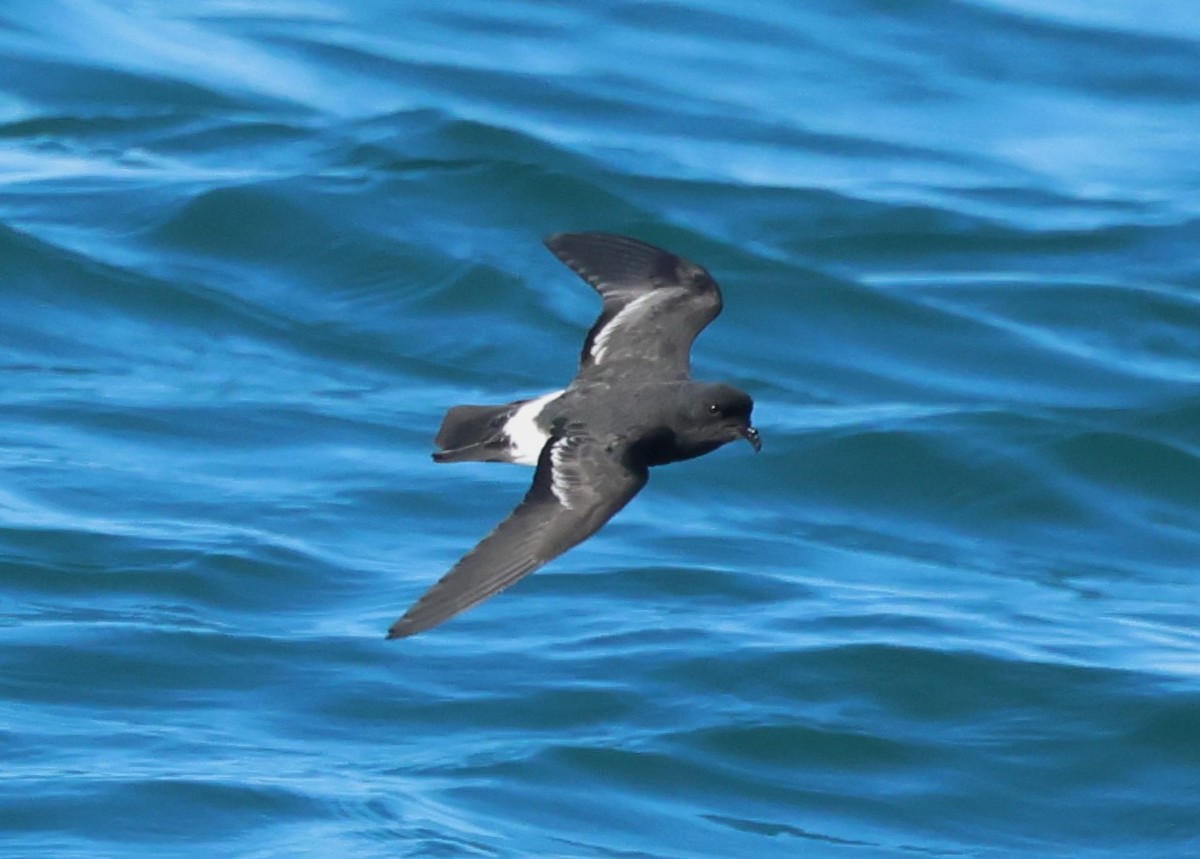 European Storm-Petrel - ML646799993