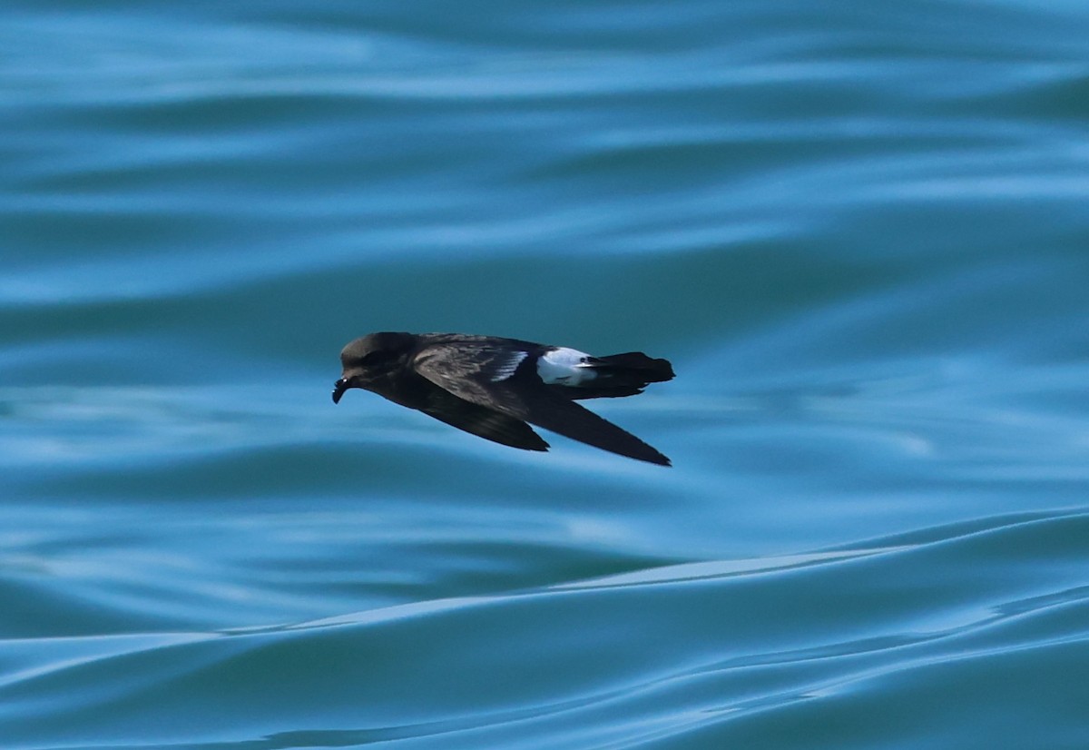 European Storm-Petrel - ML646799994