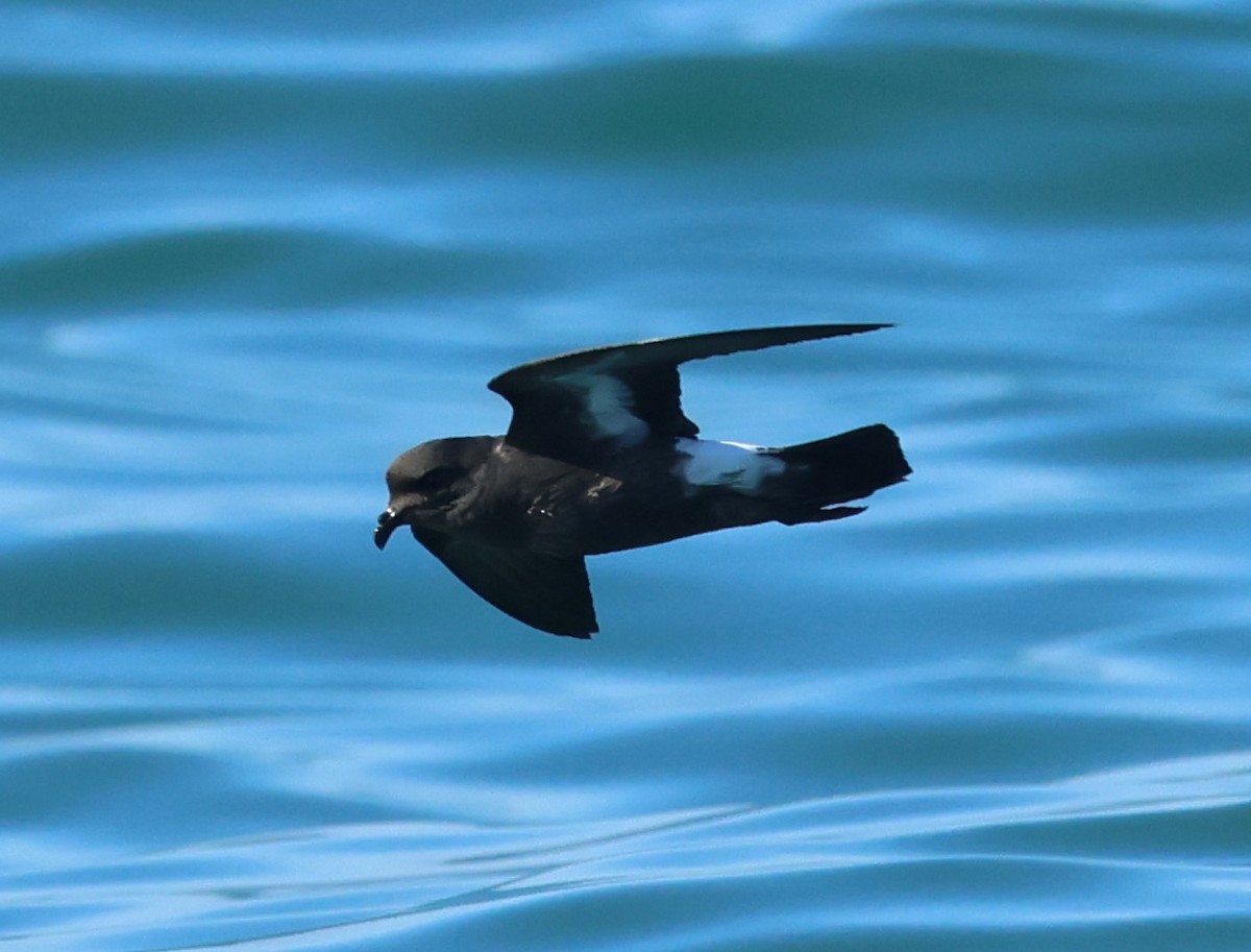 European Storm-Petrel - ML646799995