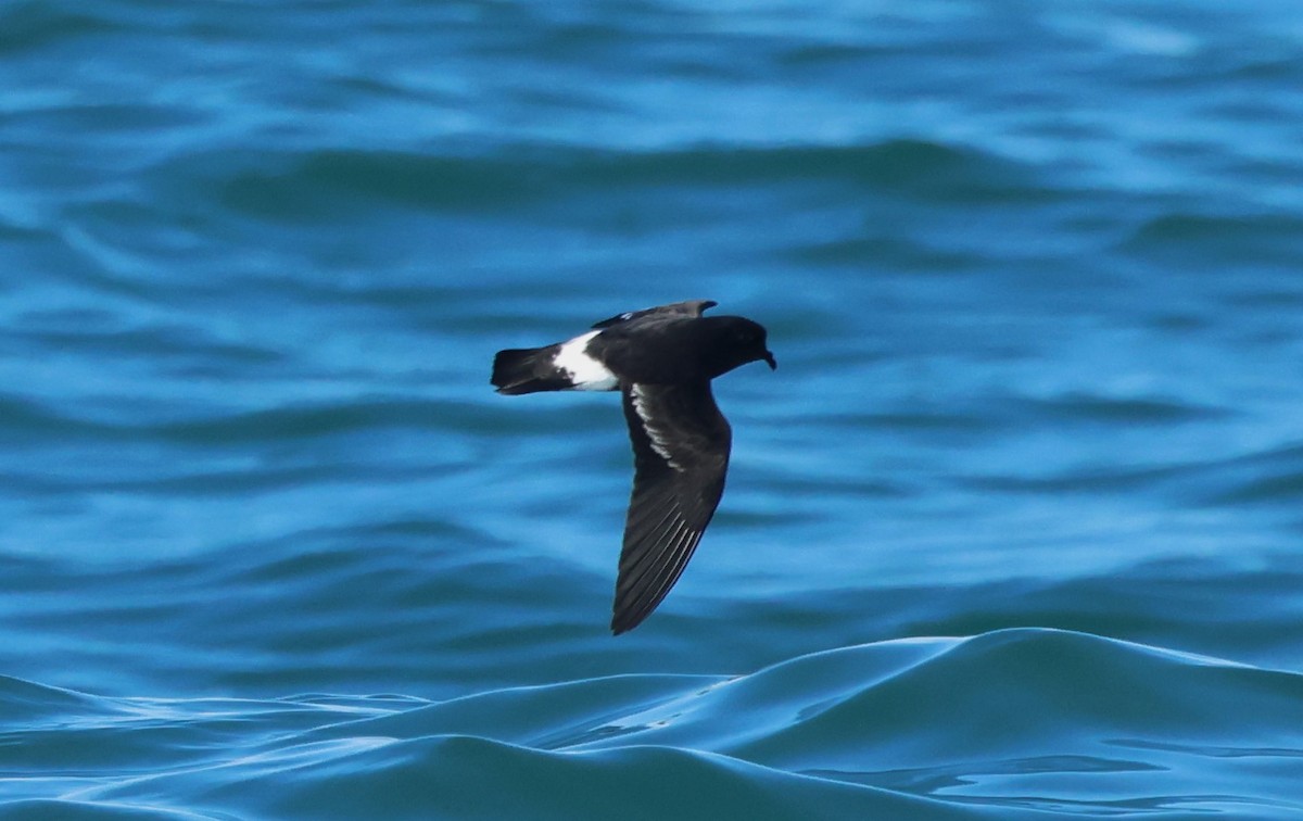 European Storm-Petrel - ML646799996