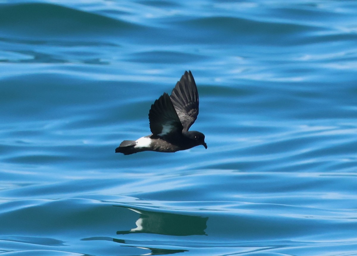 European Storm-Petrel - ML646799997