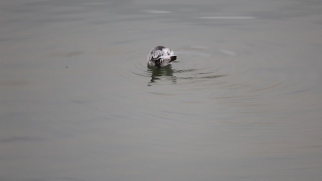 Falaropo Picogrueso - ML646799998