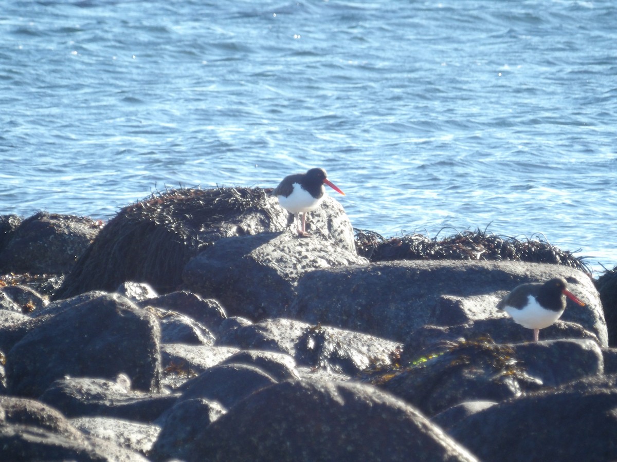 American Oystercatcher - ML646800000
