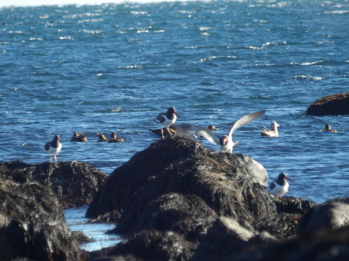 American Oystercatcher - ML646800001