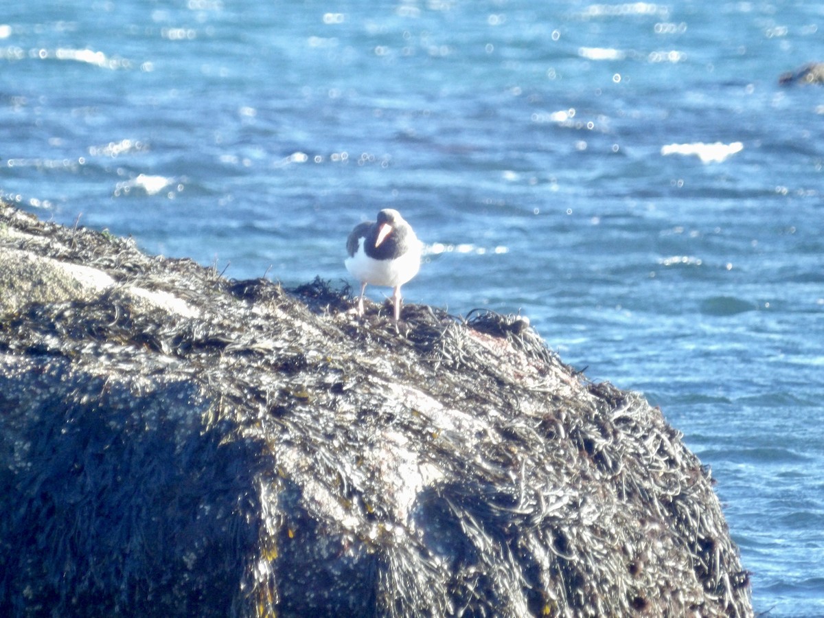 American Oystercatcher - ML646800002