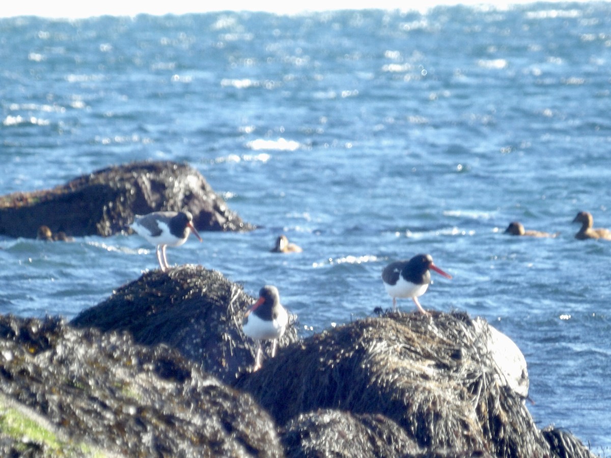 American Oystercatcher - ML646800003