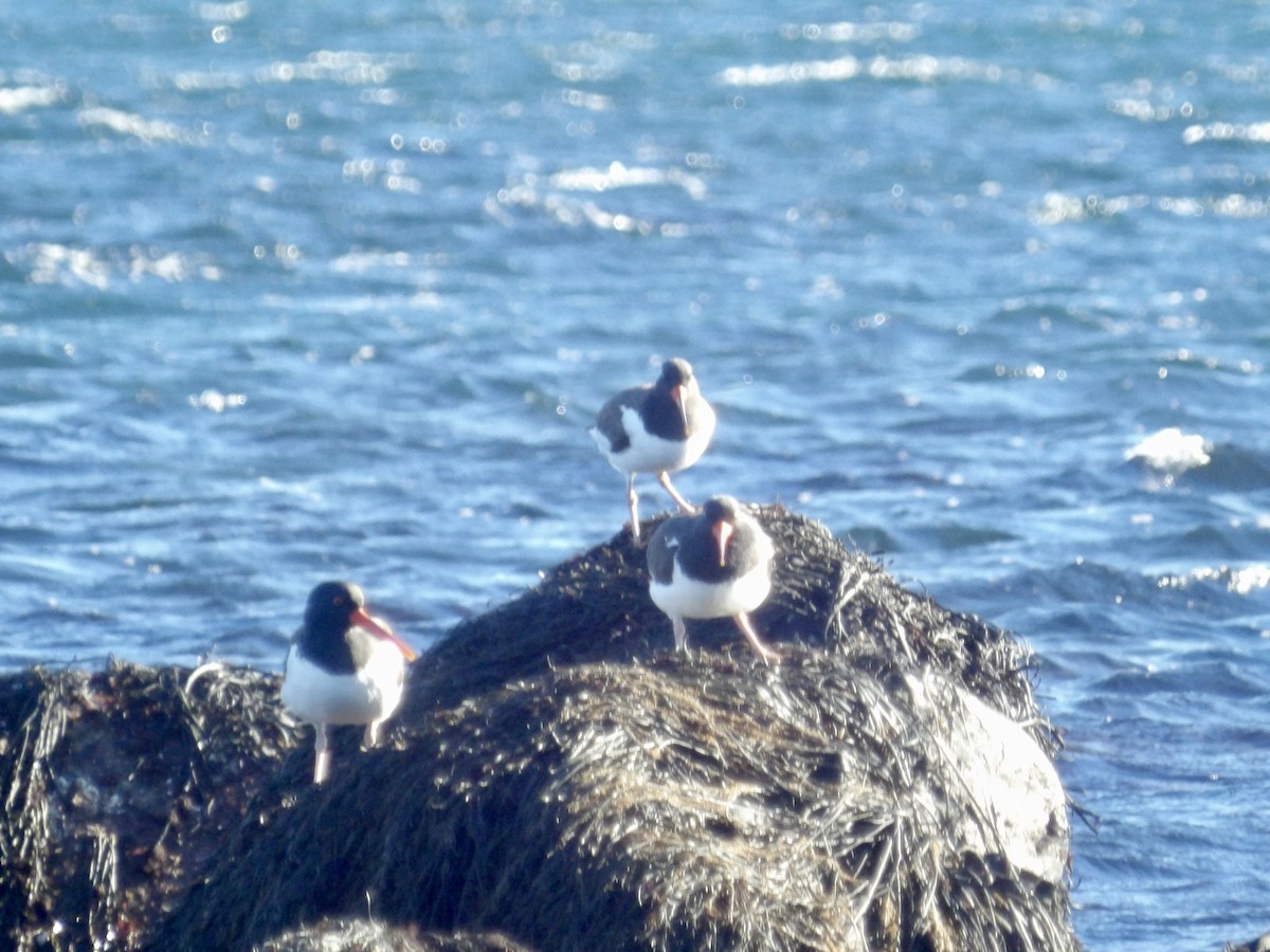 American Oystercatcher - ML646800004