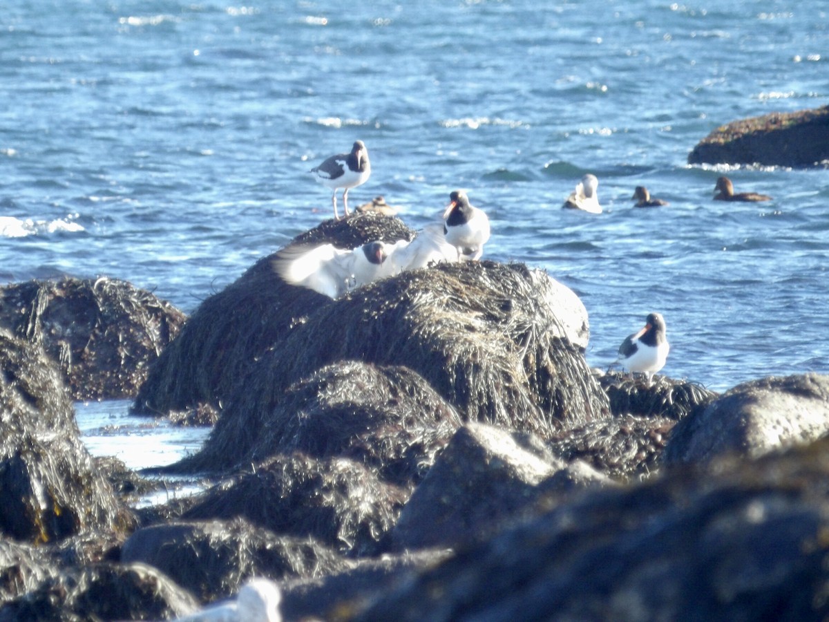 American Oystercatcher - ML646800005