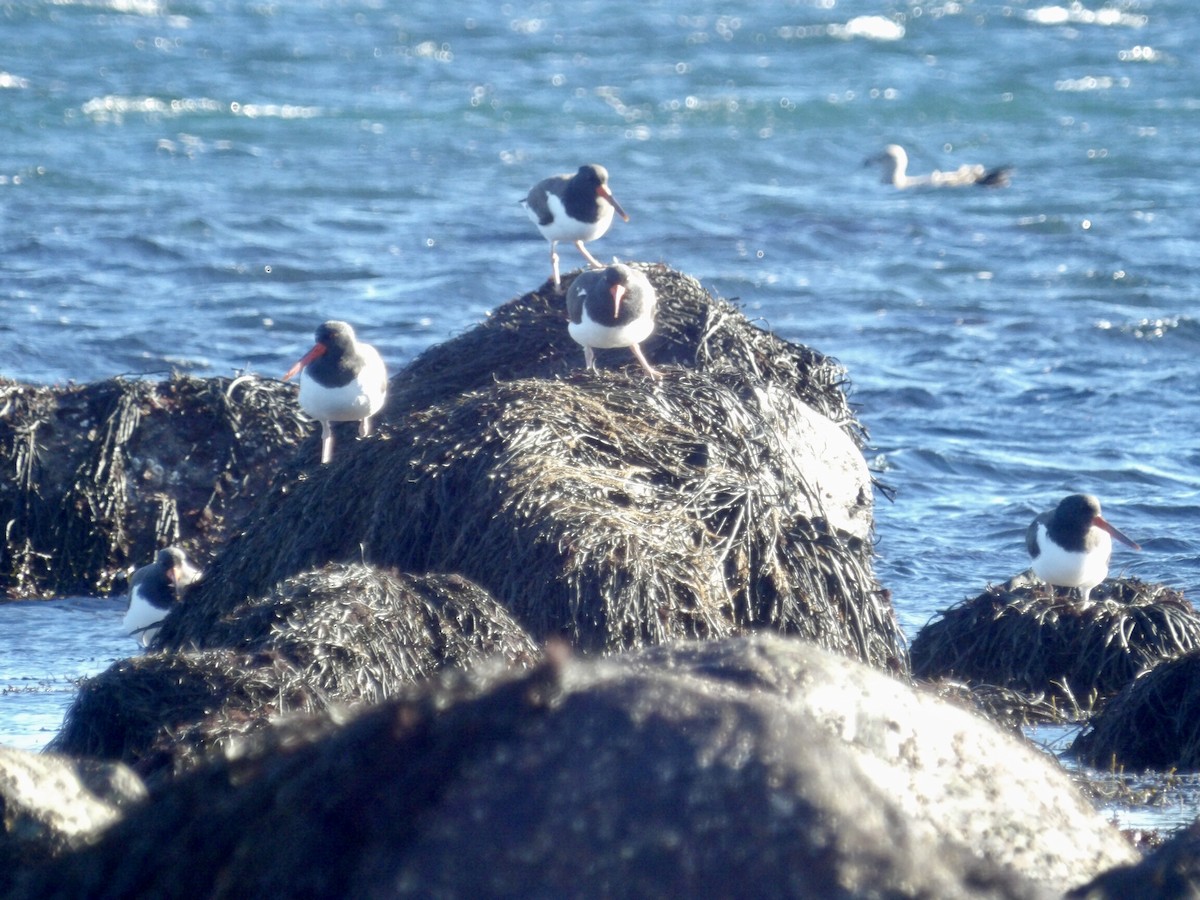 American Oystercatcher - ML646800006