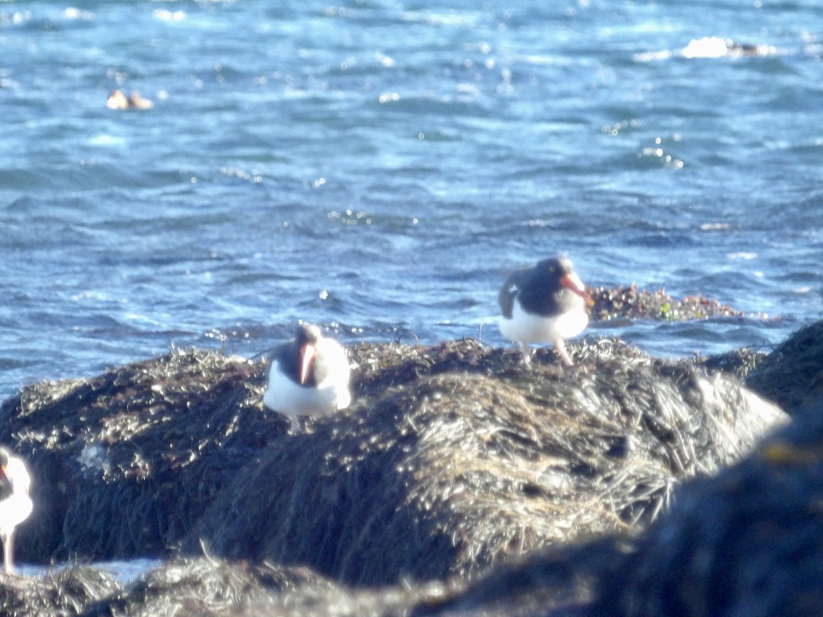 American Oystercatcher - ML646800007