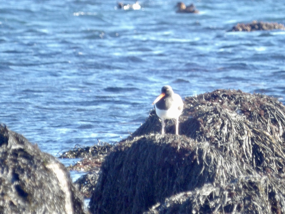 American Oystercatcher - ML646800008
