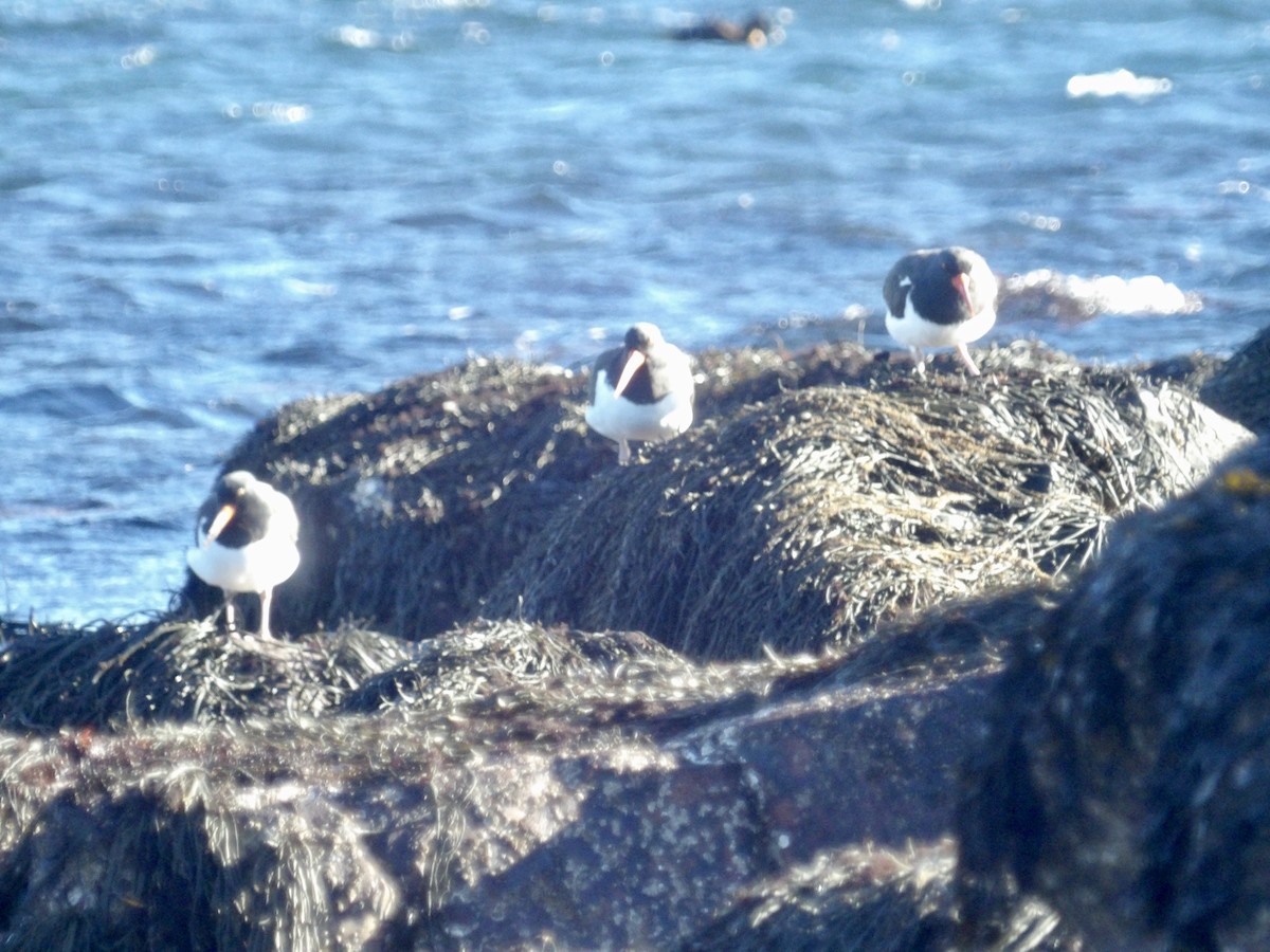 American Oystercatcher - ML646800009