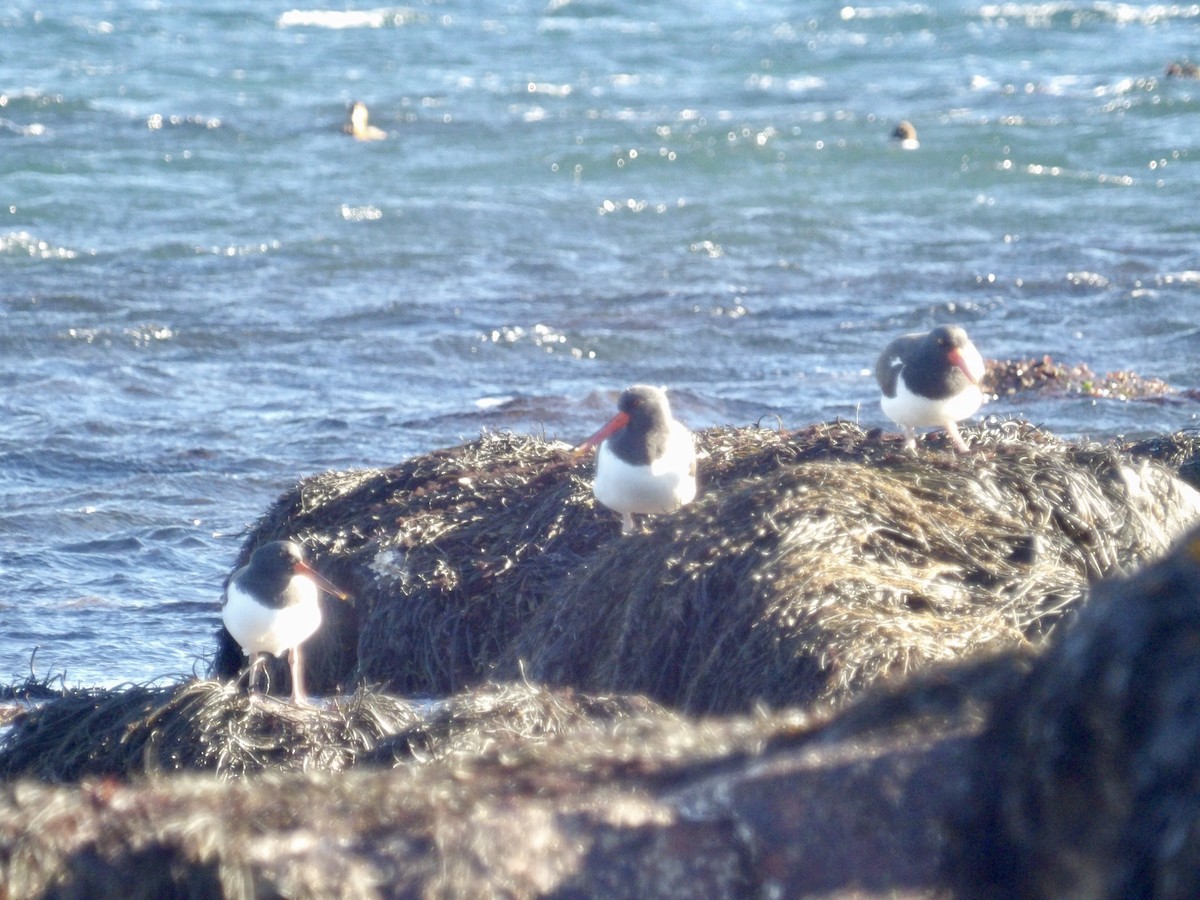 American Oystercatcher - ML646800010