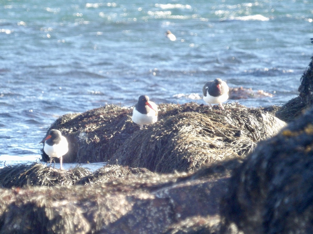 American Oystercatcher - ML646800011