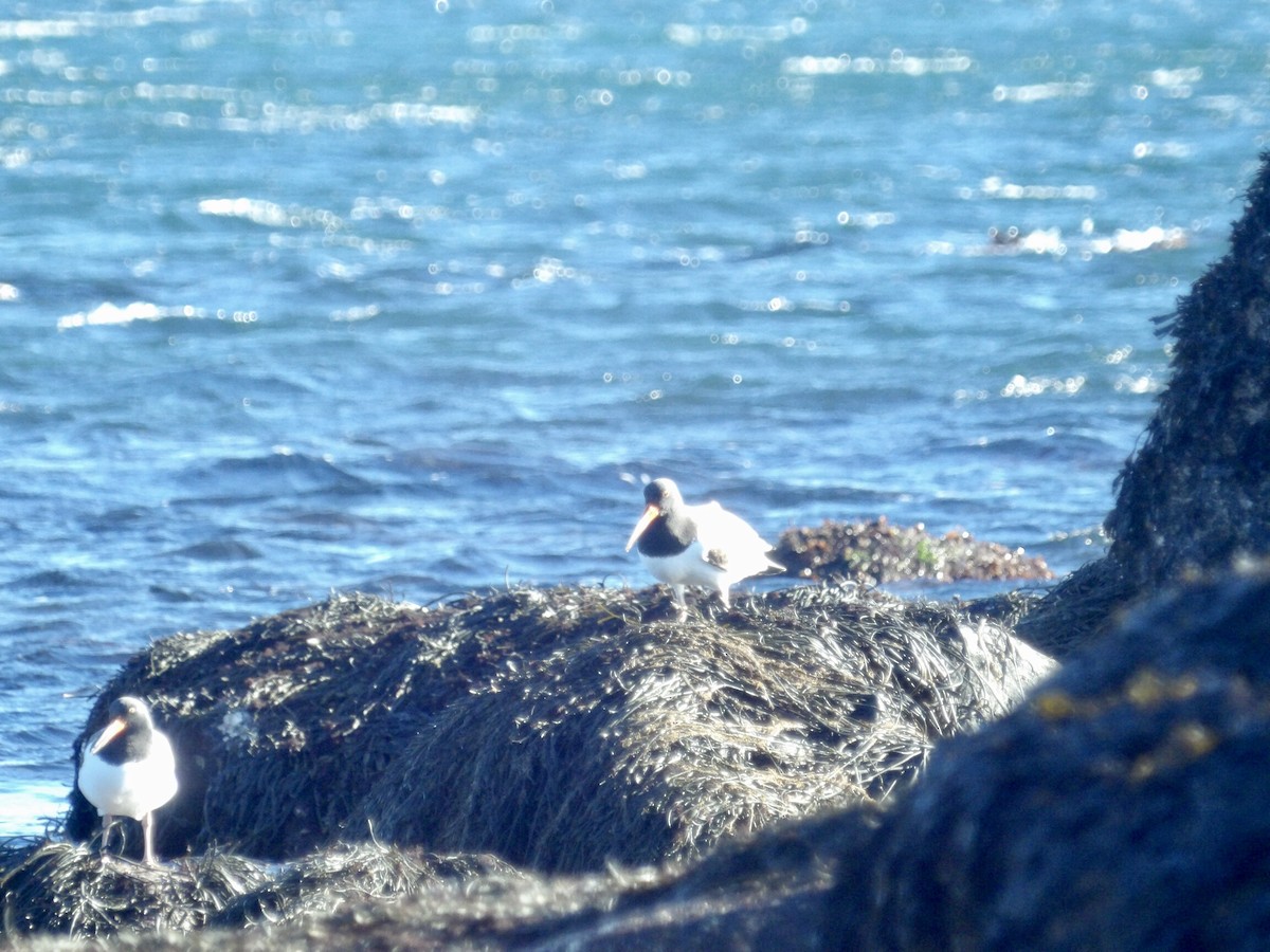 American Oystercatcher - ML646800012