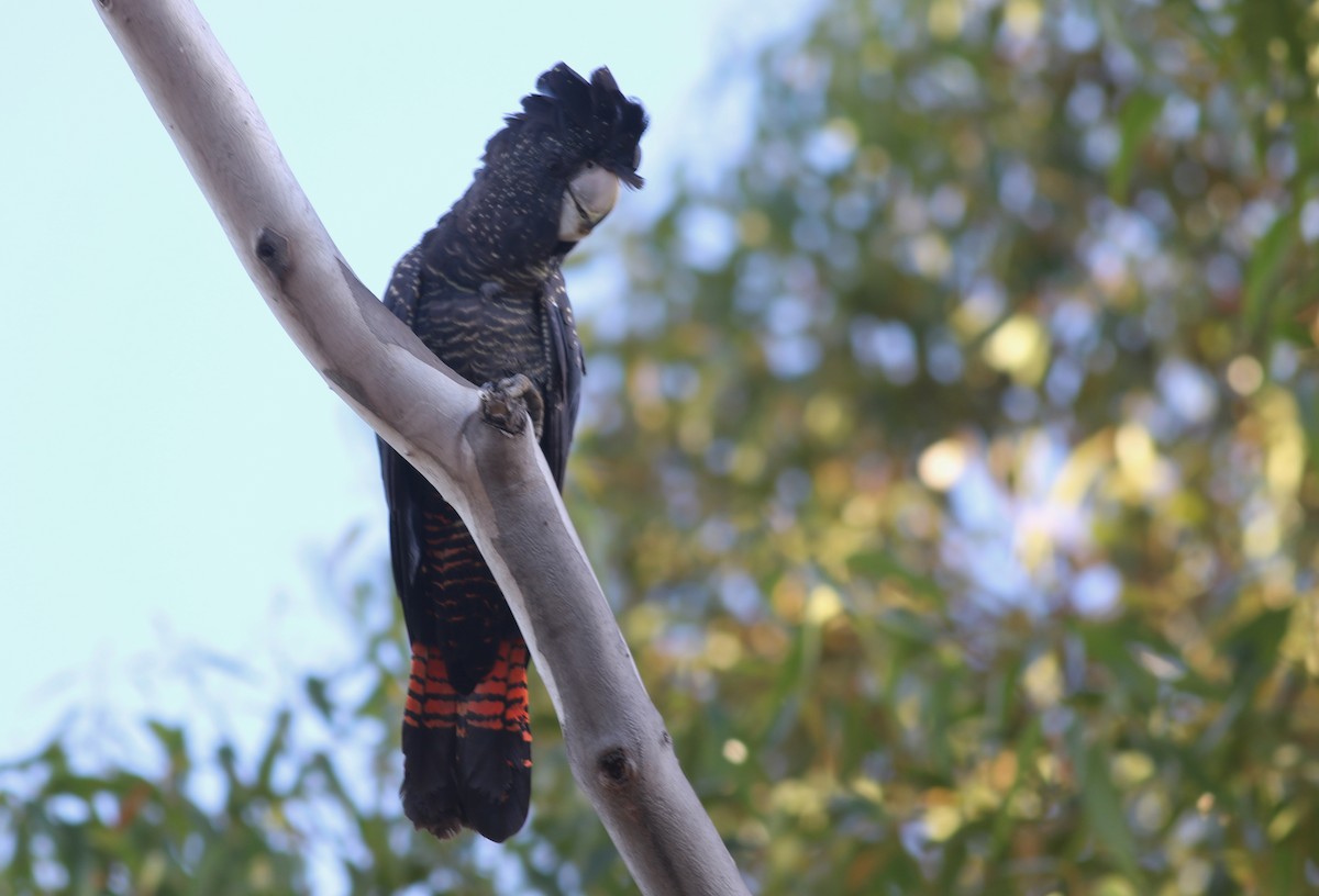 Red-tailed Black-Cockatoo - ML646800014