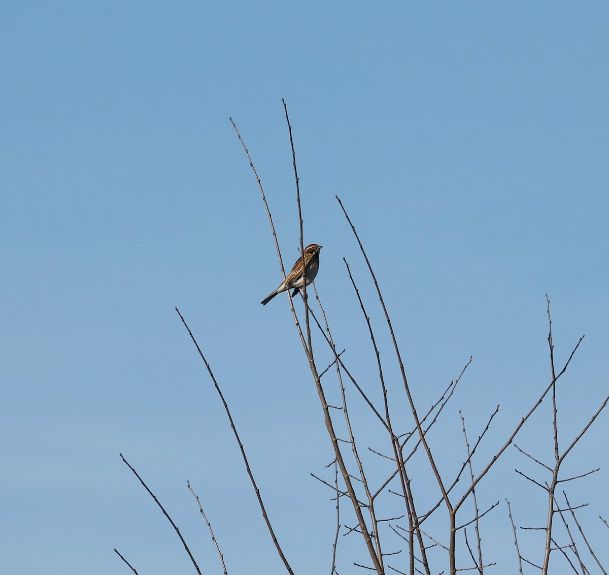 Reed Bunting - ML646800015