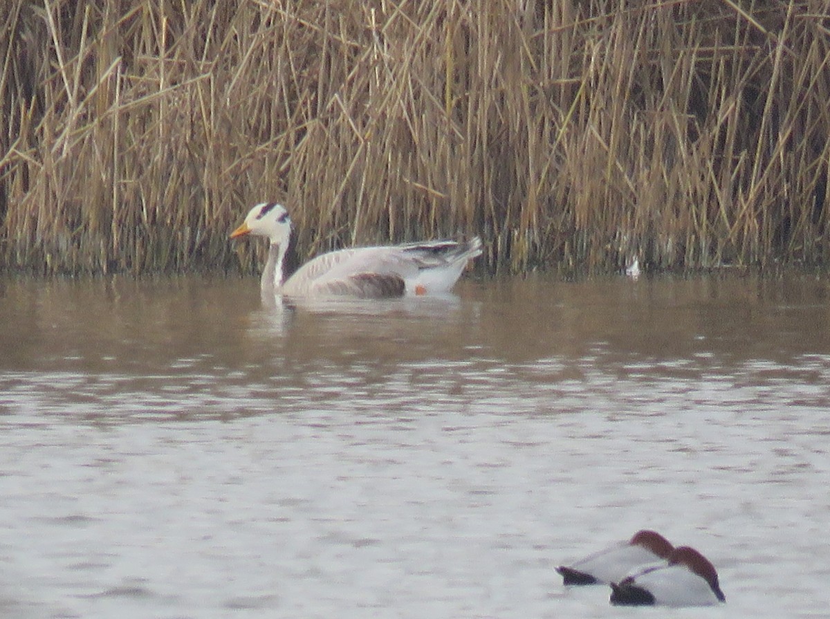 Bar-headed Goose - ML646800016