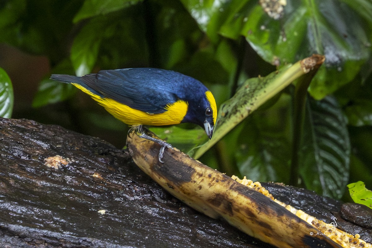 Yellow-crowned Euphonia - ML646800017