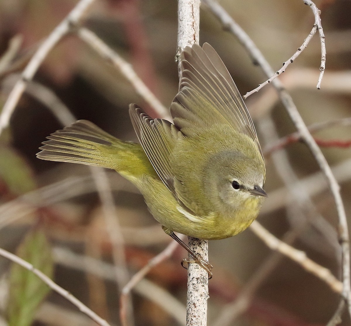 Orange-crowned Warbler - ML646800018