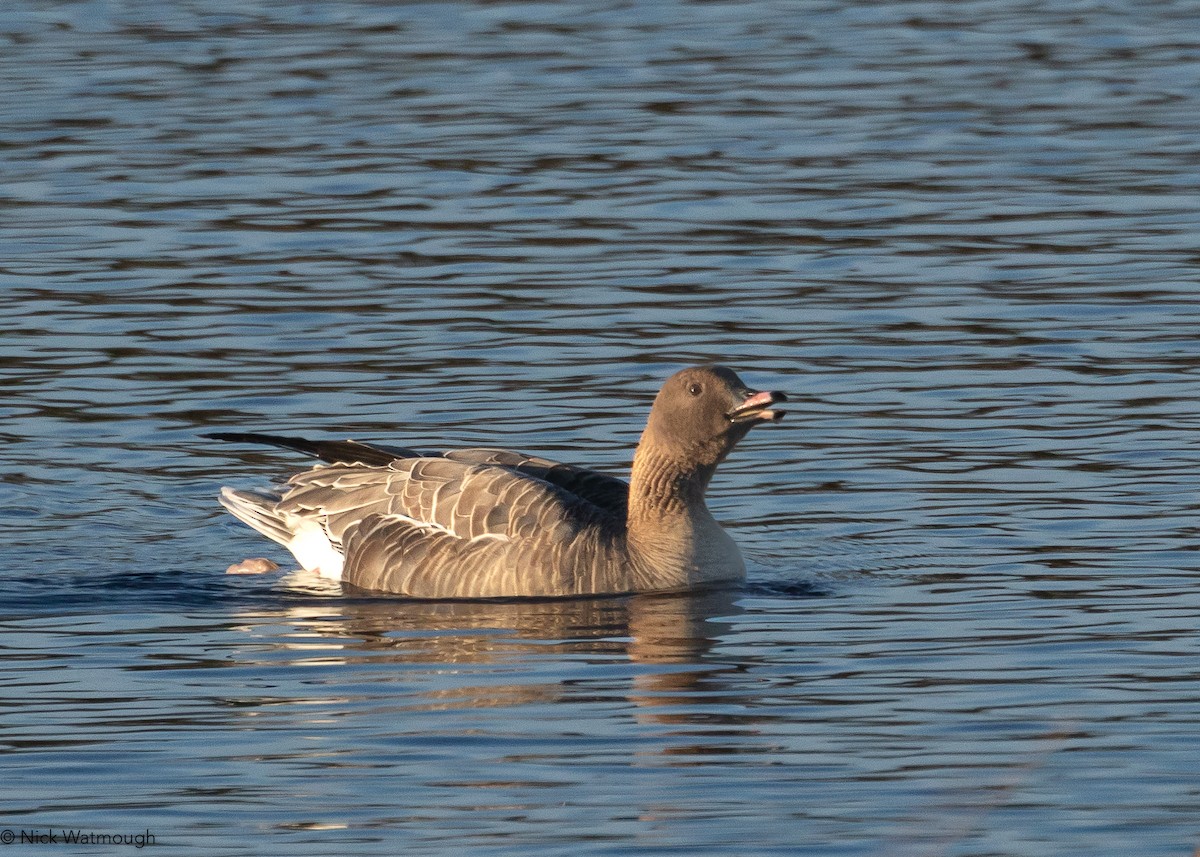 Ánsar Piquicorto - ML646800019