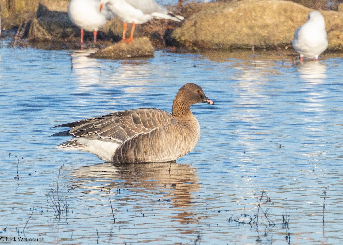 Ánsar Piquicorto - ML646800020