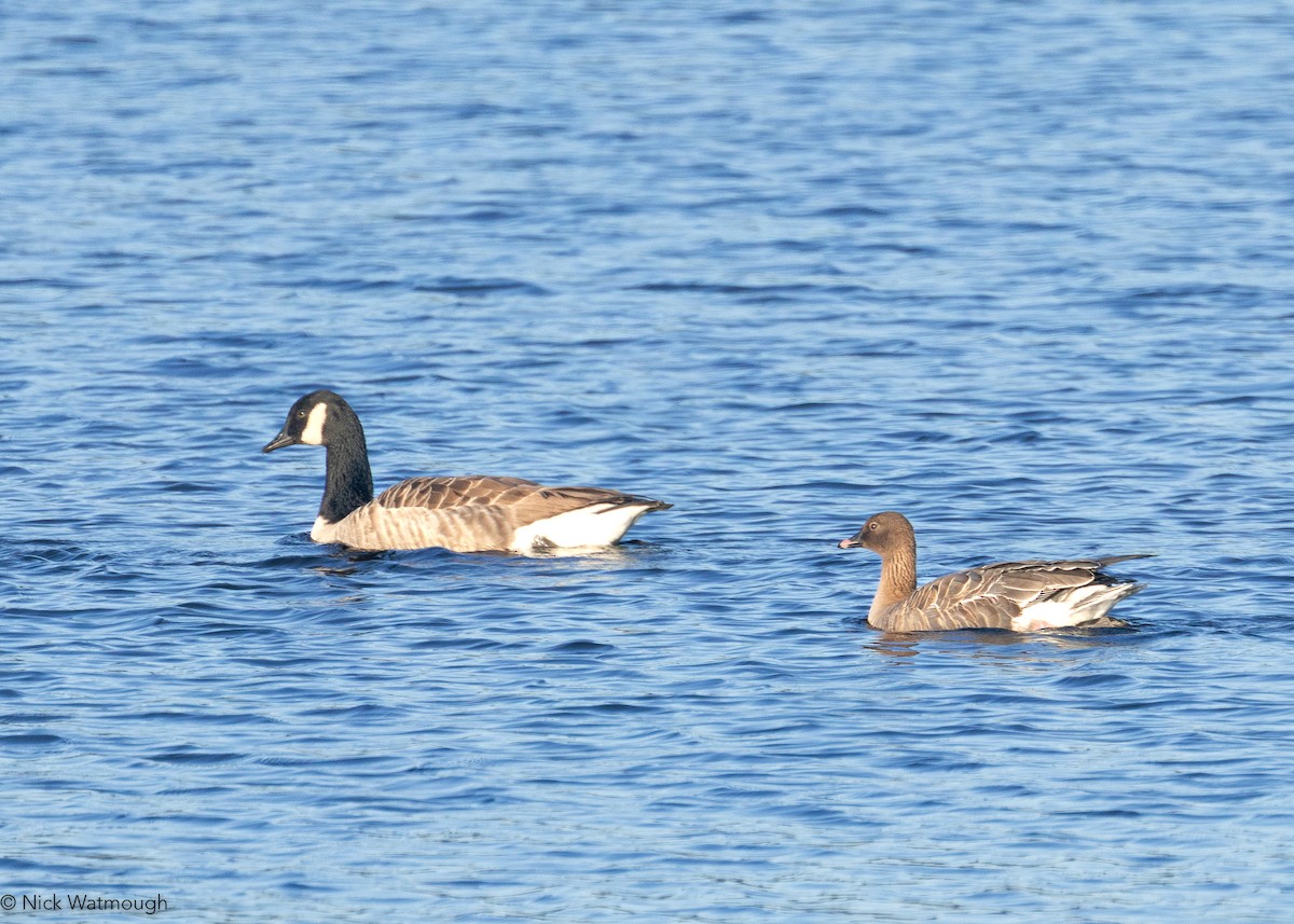 Ánsar Piquicorto - ML646800021