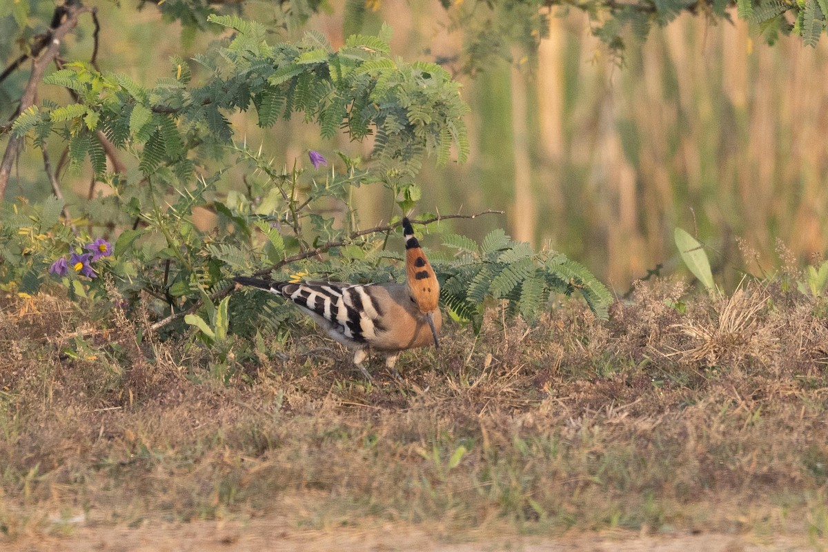 Common Hoopoe - ML646800022