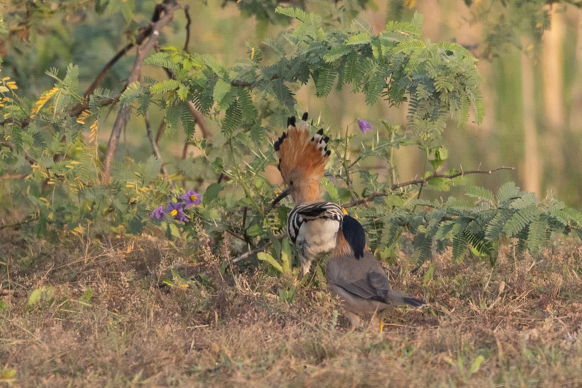 Common Hoopoe - ML646800023