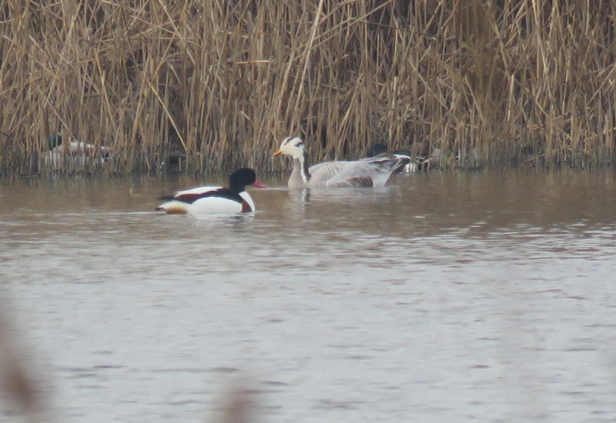 Common Shelduck - ML646800025